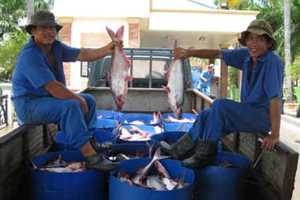 Vận chuyển cá tra