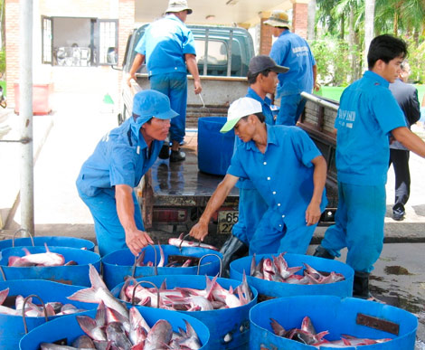 Vận chuyển cá tra (Ảnh minh họa)
