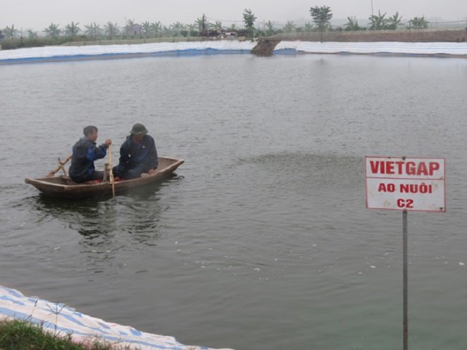 VietGAP Trà Vinh