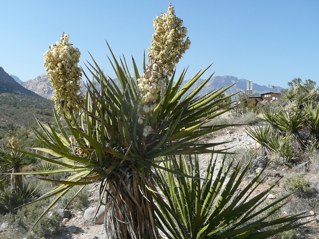 Yucca schidigera