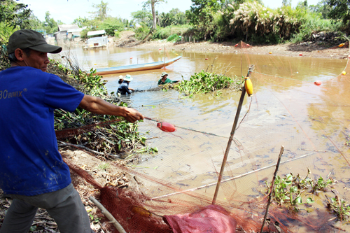 Bủa lưới chụp đìa thu hoạch cá đồng sau khi thỏa thuận giá cả. Ảnh: Phúc Hưng