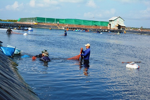 ảnh thu hoạch tôm