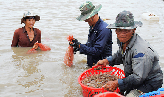 thu hoạch tôm