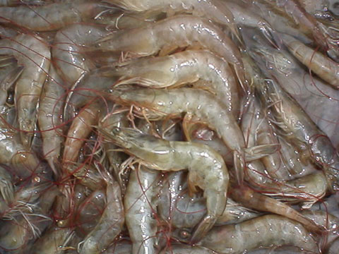 ảnh tôm thẻ minh họa