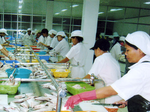 Cần đảm bảo chất lượng cá tra để giữ thị trường xuất khẩu - Ảnh: Đình Quân