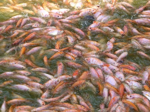 ao cá điêu hồng