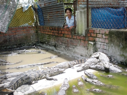 ao nuôi cá sấu