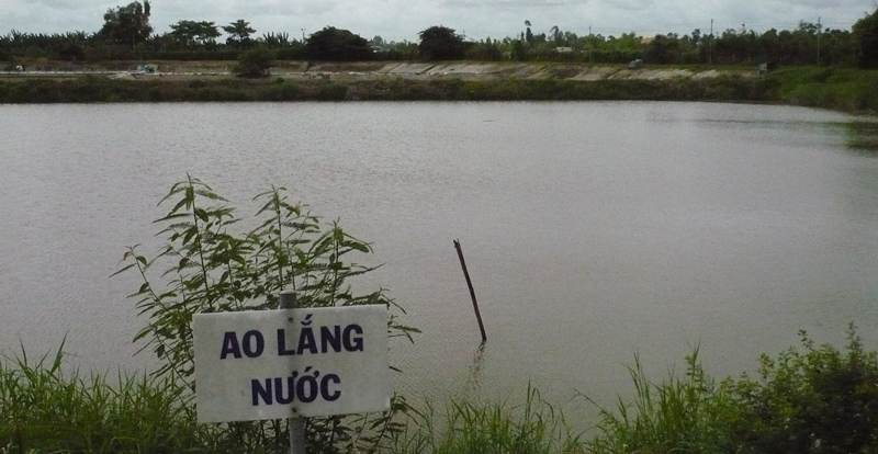 Ao lắng nước nuôi cá tra