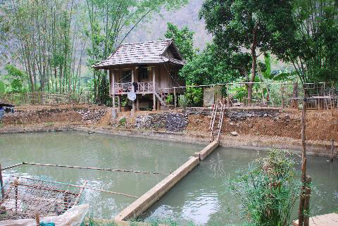 Ao nuôi cá rầm xanh. Ảnh: Nông nghiệp Việt Nam.