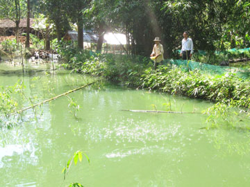 ao nuôi cá rô đầu vuông