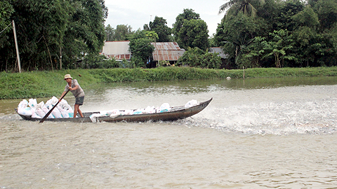ao nuôi cá tra cầm cự