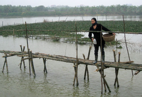 Ao nuôi giữ cá giống chim trắng qua đông đã được phủ bèo tây của bà Đinh Thị Đắc.