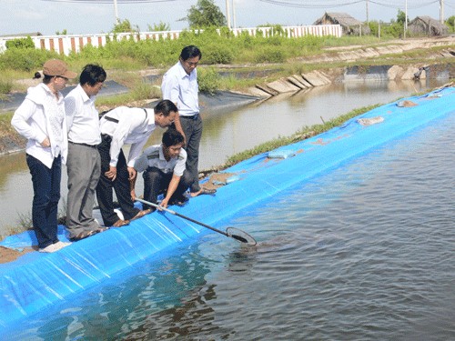 Kiểm tra độ lớn cua giống nuôi trên vùng cao triều ở Trại Cadet (Bình Đại).