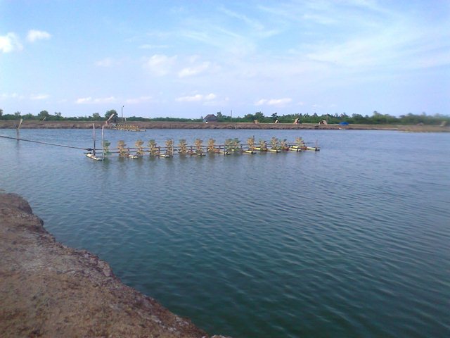 ao nuoi tom cong nghiep