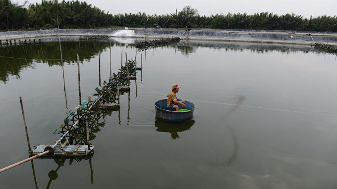 ao nuôi tôm phước vĩnh tây