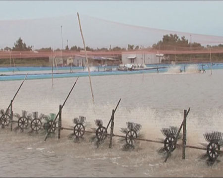 ao nuôi tôm thâm canh