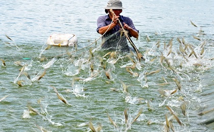 nuôi tôm thẻ chân trắng