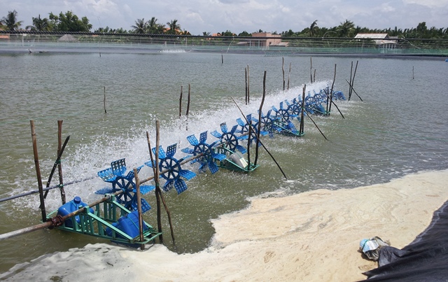 ao nuoi tom the chan trnag