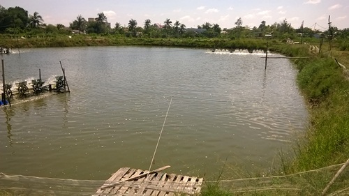 ao tôm