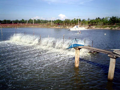 Bạc Liêu, ao tôm