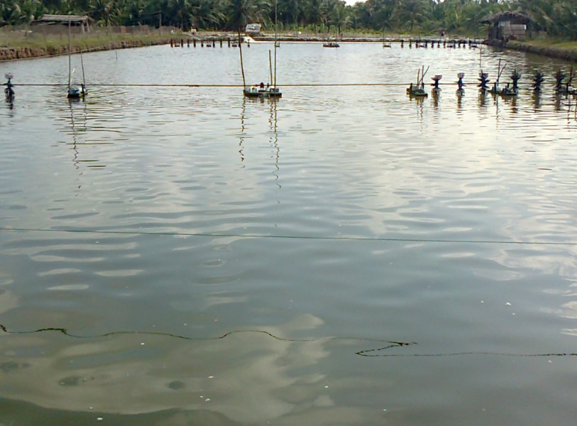 Ao nuôi tôm