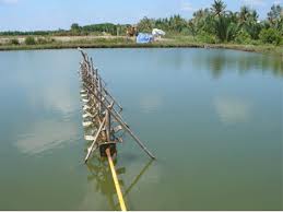 Hơn 21.000 tỷ đồng cho vay mới trong thủy sản