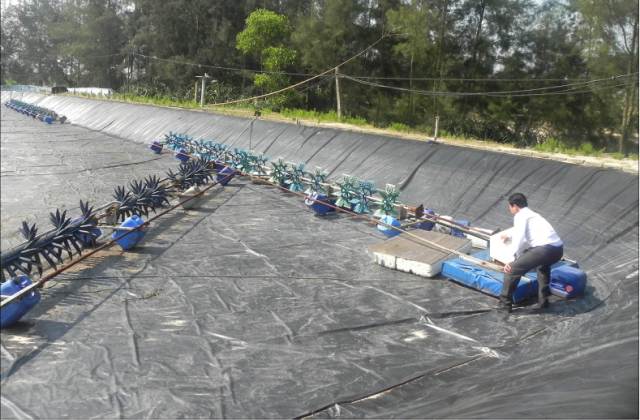 ao tôm bị bỏ hoang