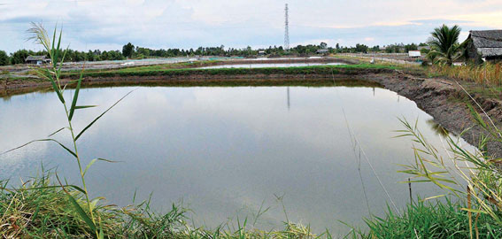 ao tôm công nghiệp