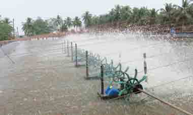 ao tôm thông thoáng