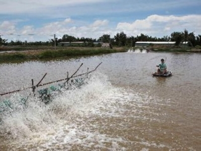 Nuôi tôm thẻ chân trắng tại Sóc Trăng. (Ảnh: An Đăng/TTXVN)