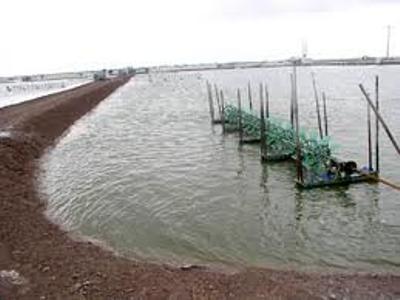 tôm, tôm sú, tôm trà vinh