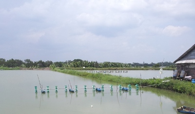 ao tôm tại cà mau chết hàng loạt