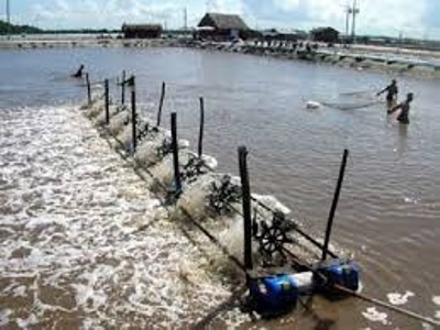 ao tom, nuôi tôm, Trà Vinh