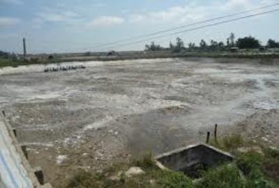 Quảng Ngãi, bệnh tôm, tôm chết