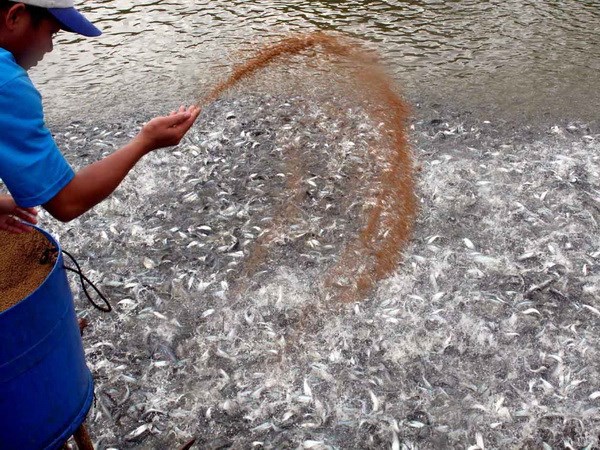 ao ương cá tra giống