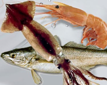 Cá tuyết, mực và tôm được là loài xuất khẩu nhiều nhất - tepbac.com