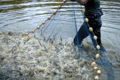 thu hoạch tôm thẻ chân trắng