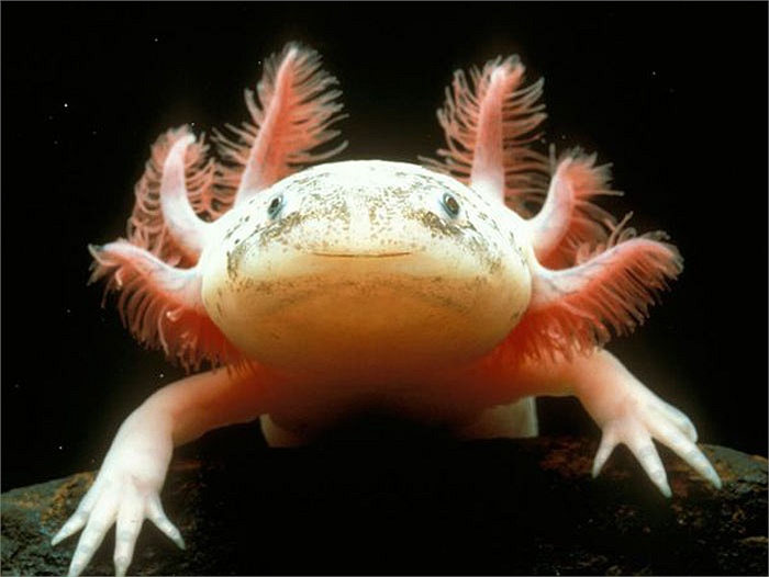 Axolotl