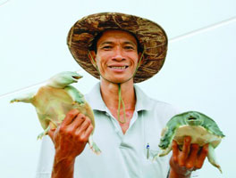 nuôi ba ba làm giàu