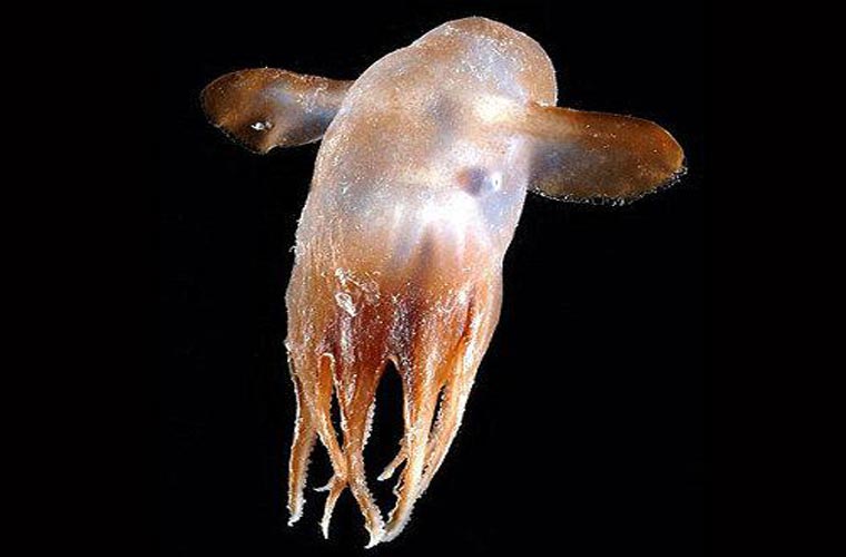 sinh vật quái đản, bạch tuộc dumbo