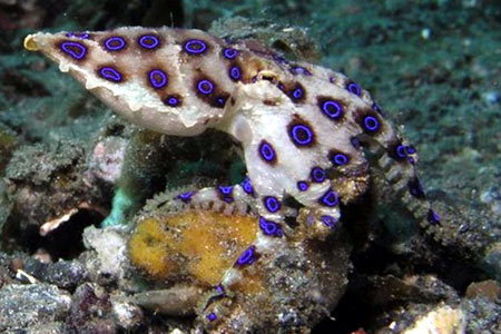 bạch tuộc đốm xanh