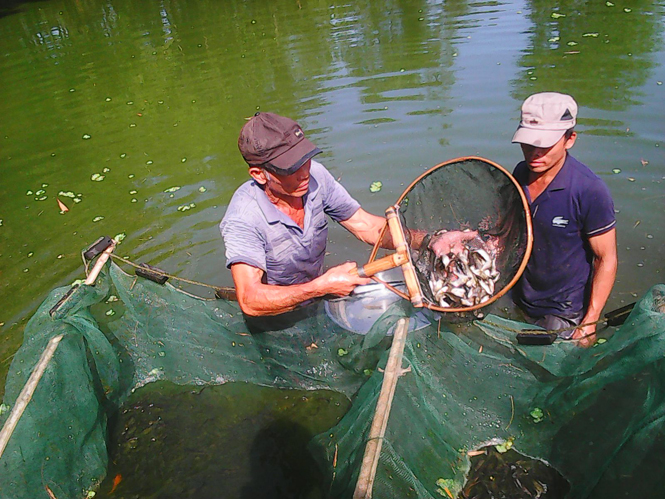 bán cá giống