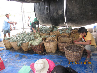 bán tôm thẻ chân trắng