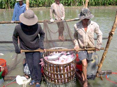 bảo hiểm cá tra