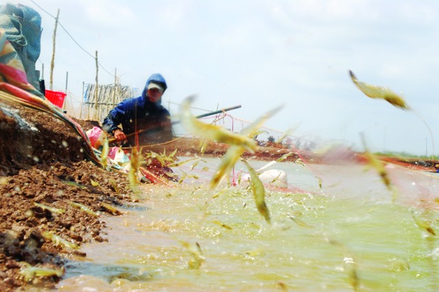 bảo hiểm tôm nuôi