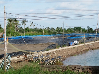 bảo hiểm tôm nuôi