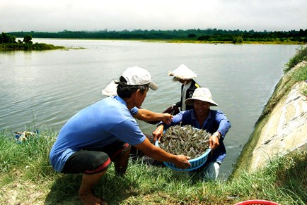 bảo hiểm tôm