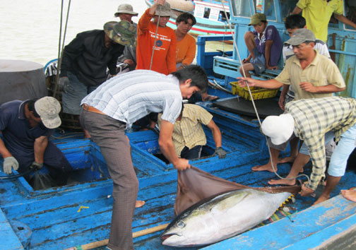 bảo quản cá ngừ