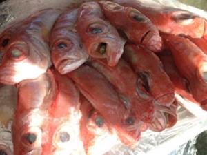 Cá bảo quản bằng phương pháp lạnh thấm đưa về bờ vẫn tươi nguyên như khi vừa đánh bắt.