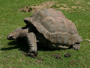 động vật hoang dã